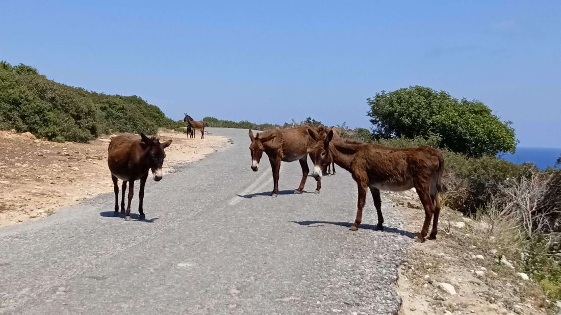 Frei lebende Esel auf dem Weg durch die Karpaz-Halbinsel
